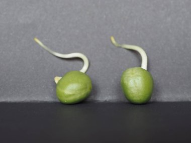 Bezelye filizi vejetaryen gıda bitkisi (bilimsel adı Pisum sativum)