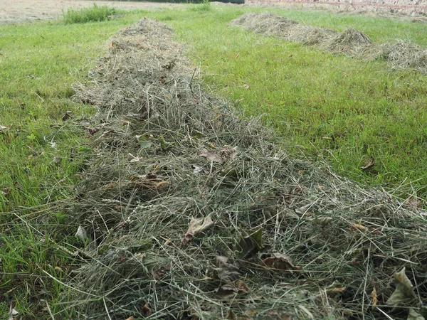 Fieno Appena Tagliato Foraggio Windrow Campo — Foto Stock