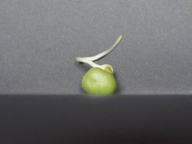 Bezelye filizi vejetaryen gıda bitkisi (bilimsel adı Pisum sativum)