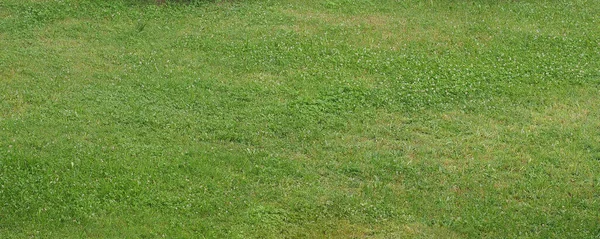 Green Meadow Grass Useful Background — Stock Photo, Image