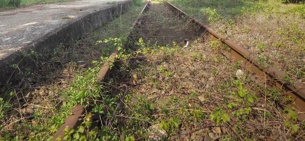 Ferrocarril Abandonado Con Zarzas Creciendo Sobre Las Vías Del Ferrocarril —  Fotos de Stock