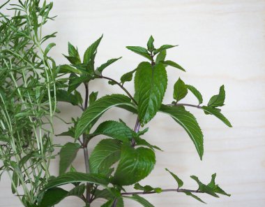 Naneli bitki (bilimsel adı Mentha x piperita) ve yaz baharatlı bitki (bilimsel adı Satureja Hortensis).)