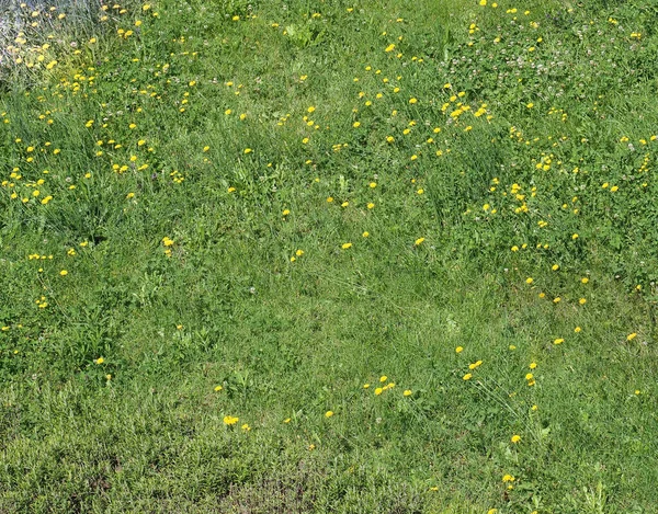 Hierba Verde Del Prado Con Dientes León Útiles Como Fondo —  Fotos de Stock