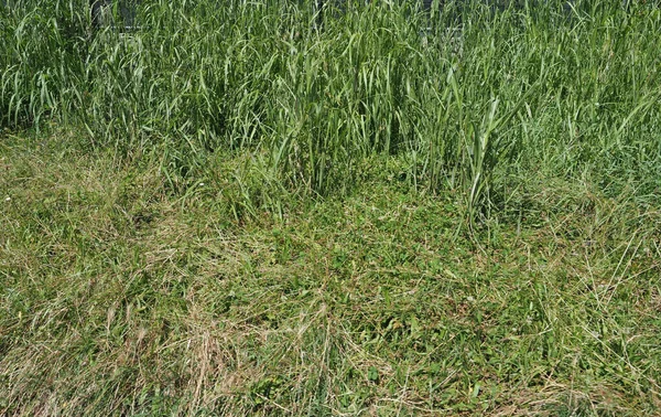 Rumput Hijau Padang Rumput Berguna Sebagai Latar Belakang — Stok Foto