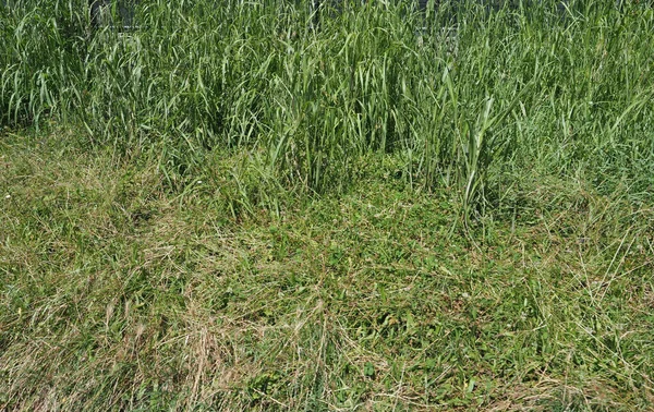 Grön Äng Gräs Användbar Som Bakgrund — Stockfoto