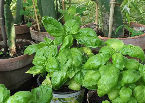 Albahaca Aka Albahaca Tailandesa Planta Albahaca Dulce Nombre Científico Ocimum —  Fotos de Stock