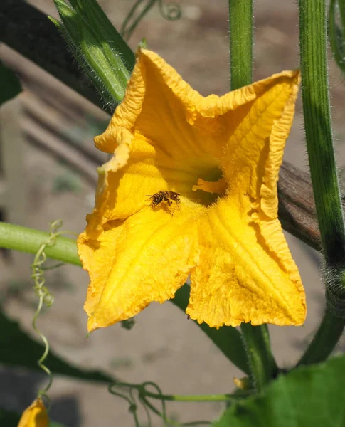 Inseto Abelha Mel Uma Flor Abobrinha Também Conhecida Como Flor — Fotografia de Stock