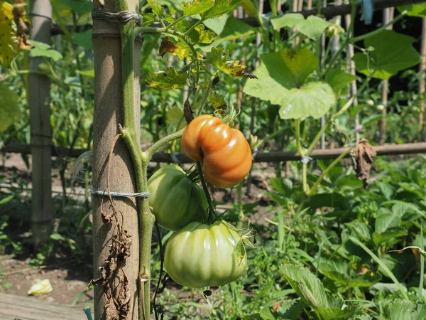 蔬菜园中的西红柿种植 亦称蔬菜园或菜园 — 图库照片