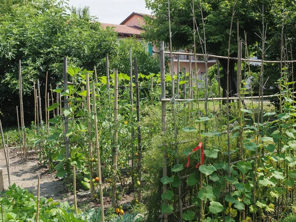 Grönsaksträdgård Aka Grönsaksland Eller Tomt Med Många Växter Inklusive Gurka — Stockfoto