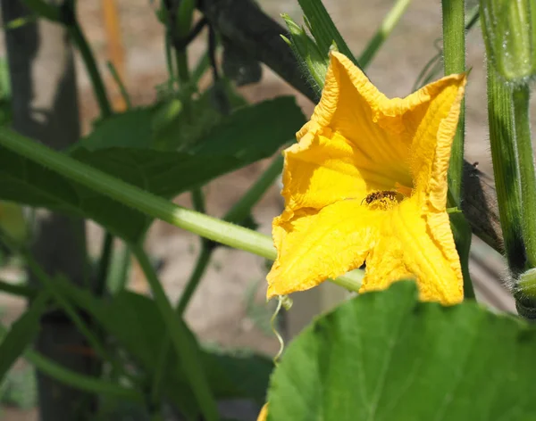 Honungsbi Insekt Zucchini Blomma Aka Zucchini Blomma Hämta Pollen — Stockfoto