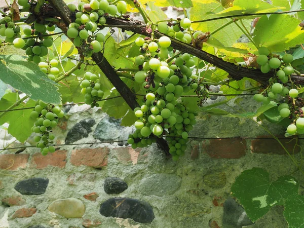 Vinrankeväxter Vetenskapligt Namn Vitis Vinifera — Stockfoto