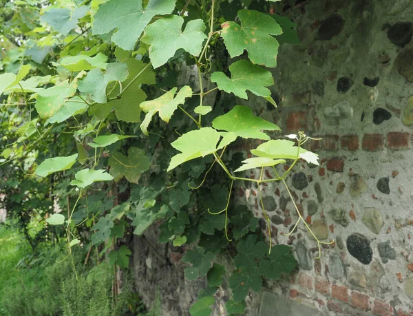 Weinrebe Aka Rebpflanze Wissenschaftlicher Name Vitis Vinifera — Stockfoto