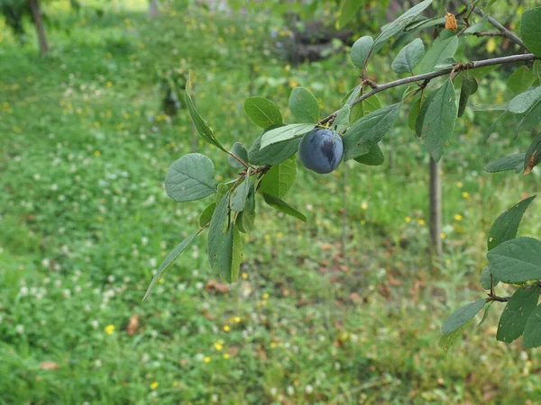 Plum Prune Vegetarian Fruit Food Scientific Name Prunus Domestica Aka — Stock Photo, Image