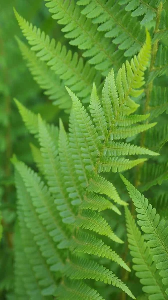 Naturaleza Temática Fondo Pantalla Móvil Hoja Helecho —  Fotos de Stock