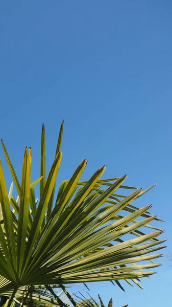 Natureza Temático Papel Parede Móvel Palmeira — Fotografia de Stock