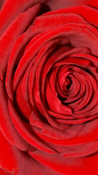 Naturaleza Temática Fondo Pantalla Móvil Flor Rosa Roja — Foto de Stock