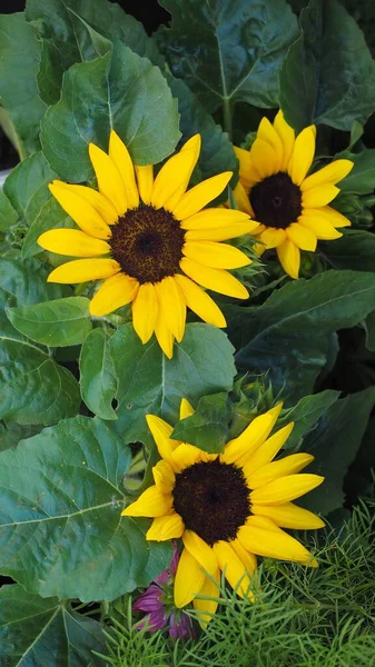 Natur Themen Mobile Tapete Sonnenblume — Stockfoto