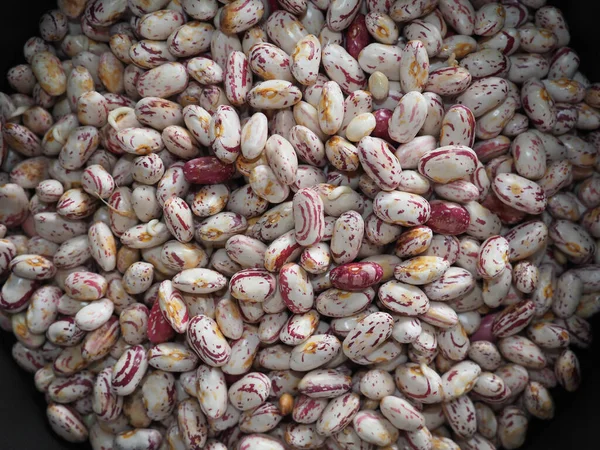 深紅豆や豆のマメ科植物性食品 学名Phaseolus Valgaris — ストック写真