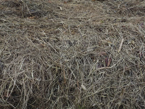 背景として役に立つ干し草の質感のヒープ — ストック写真