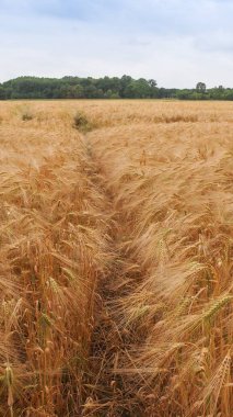 Doğa temalı 4K (16: 9) mobil duvar kağıdı: arpa alanı