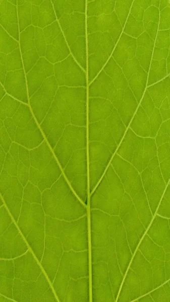 Nature Themed Mobile Wallpaper Leaf Texture — Stock Photo, Image