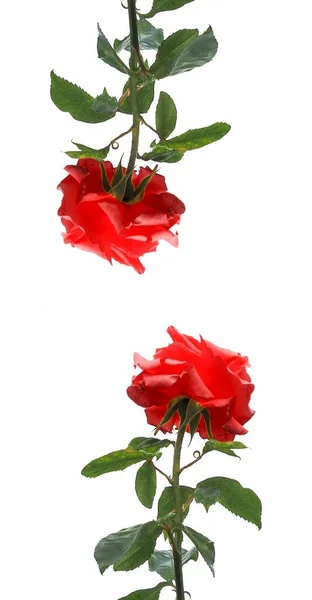 Natur Themen Mobile Tapete Rote Rose Blume — Stockfoto