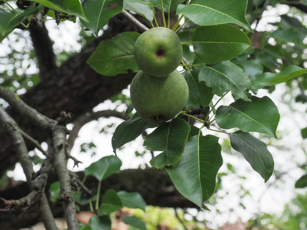 Grön Päron Vegetarisk Frukt Mat Vetenskapligt Namn Pyrus — Stockfoto
