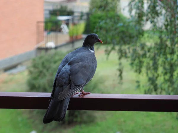 动物类Aves 的普通木鸽 学名Columba Palumbus — 图库照片