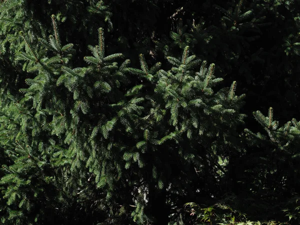松の木は自然の背景の質感として役立ちます — ストック写真