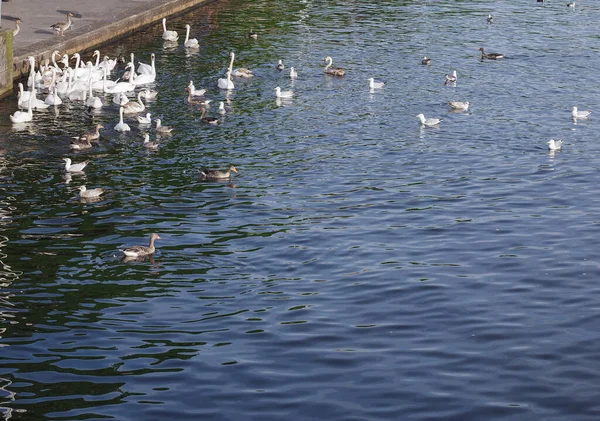 Weiße Schwäne Wissenschaftlicher Name Cygnus Tiere Einem Teich — Stockfoto