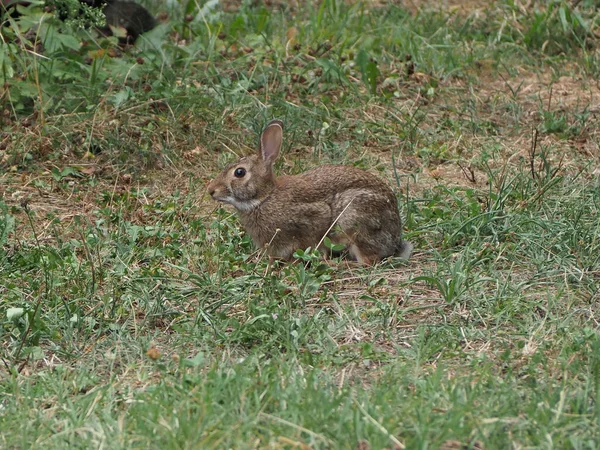 Haas Wetenschappelijke Naam Lepus Timida Een Weiland — Stockfoto