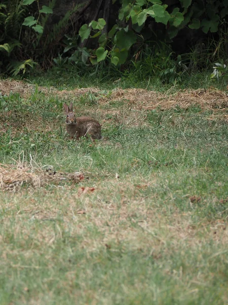 Hare Scientific Name Lepus Timida Meadow — Stock Photo, Image