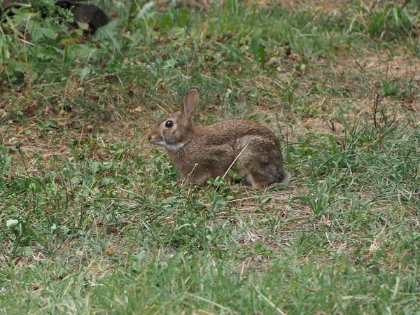 Hare Scientific Name Lepus Timida Meadow — Stock Photo, Image