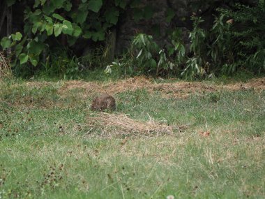 hare (bilimsel adı Lepus timida) bir çayırda