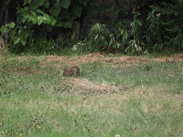 Haas Wetenschappelijke Naam Lepus Timida Een Weiland — Stockfoto