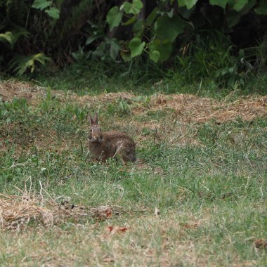 hare (bilimsel adı Lepus timida) bir çayırda