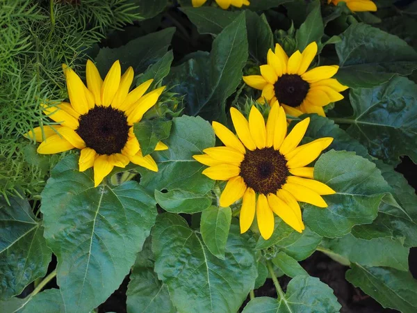 Gula Blommor Solros Växt Användbar Som Naturlig Bakgrund — Stockfoto