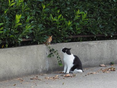 İki tekir kedi, biri turuncu biri siyah beyaz.