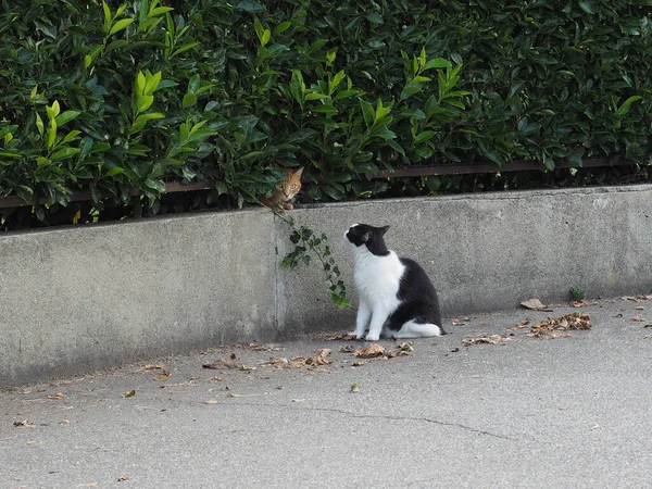 两只胖胖的猫 一只橙色的 一只黑白的 — 图库照片