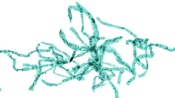 Micrografia de luz Spirogyra — Vídeo de Stock