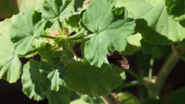 Kupu Kupu Coklat Terbang Dengan Cranesbill Daun Geranium — Stok Video