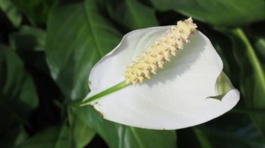 vahşi calla aka su arum bitkisi (bilimsel adı Calla palustris) beyaz çiçek
