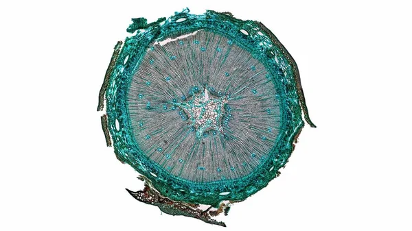 Легкий Фотомікрограф Поперечного Перерізу Соснового Дерева Який Видно Через Мікроскоп — стокове фото