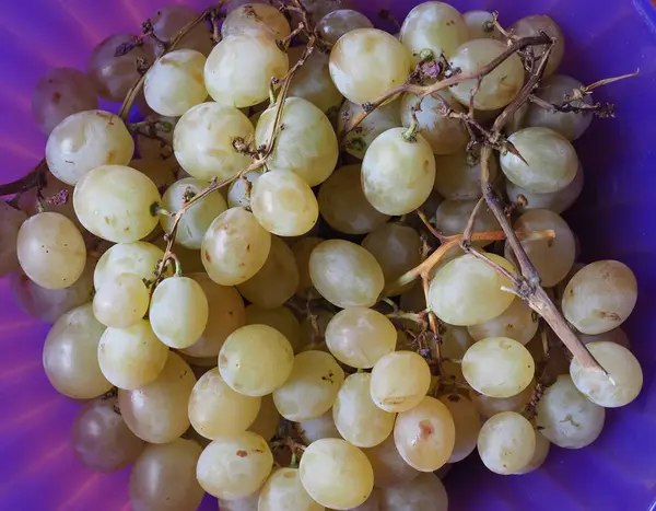 Comida Fruto Vegetariana Uva Branca Nome Científico Vitis Vinifera — Fotografia de Stock
