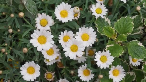 Λευκά άνθη μαργαρίτας — Αρχείο Βίντεο