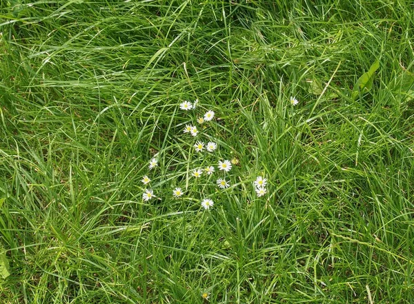 Обыкновенный Ромашка Растение Научное Название Bellis Perennis Белый Цветок Лугу — стоковое фото