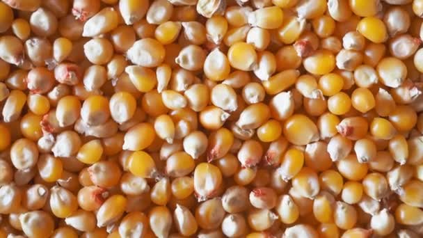 Popcorn kukorica — Stock videók