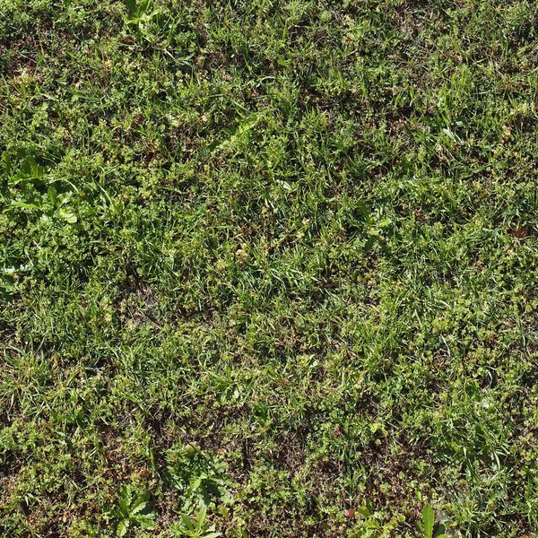 背景として役立つ緑の草の質感 — ストック写真