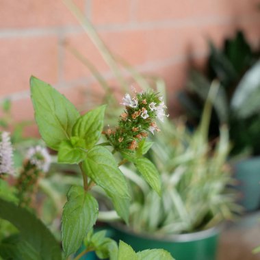 Nane çiçeğinin makro görüntüsü bilimsel adı Mentha piperita