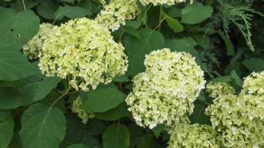 hortensiya çiçeği namı diğer Hydrangea arka plan olarak kullanışlı